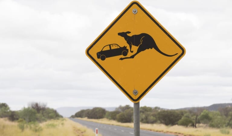Kangaroos Are Just Too Erratic For Car Safety Systems To Detect